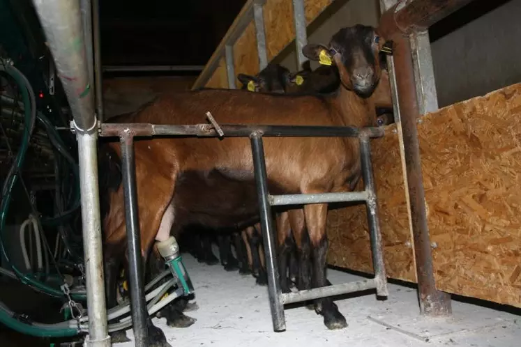 Les chèvres sont maintenues grâce à cette barrière légère et amovible.
(Cliquez sur la photo pour lancer la vidéo)
