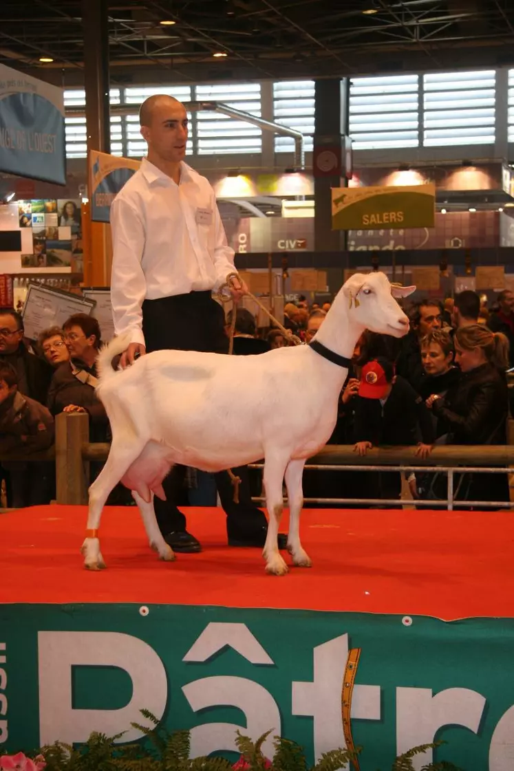 Les Saanen produisent plus de lait mais ce lait est moins riche en matières utiles.