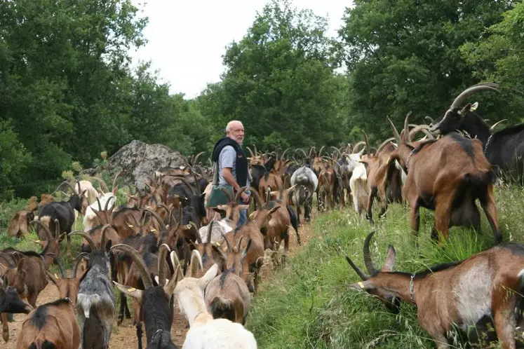 En pâturant prairies, sorgho et sous-bois, les chèvres de Denis Sauveplane produisent environ 700 kilos de lait bio par an qui servent à produire de savoureux Pélardon.