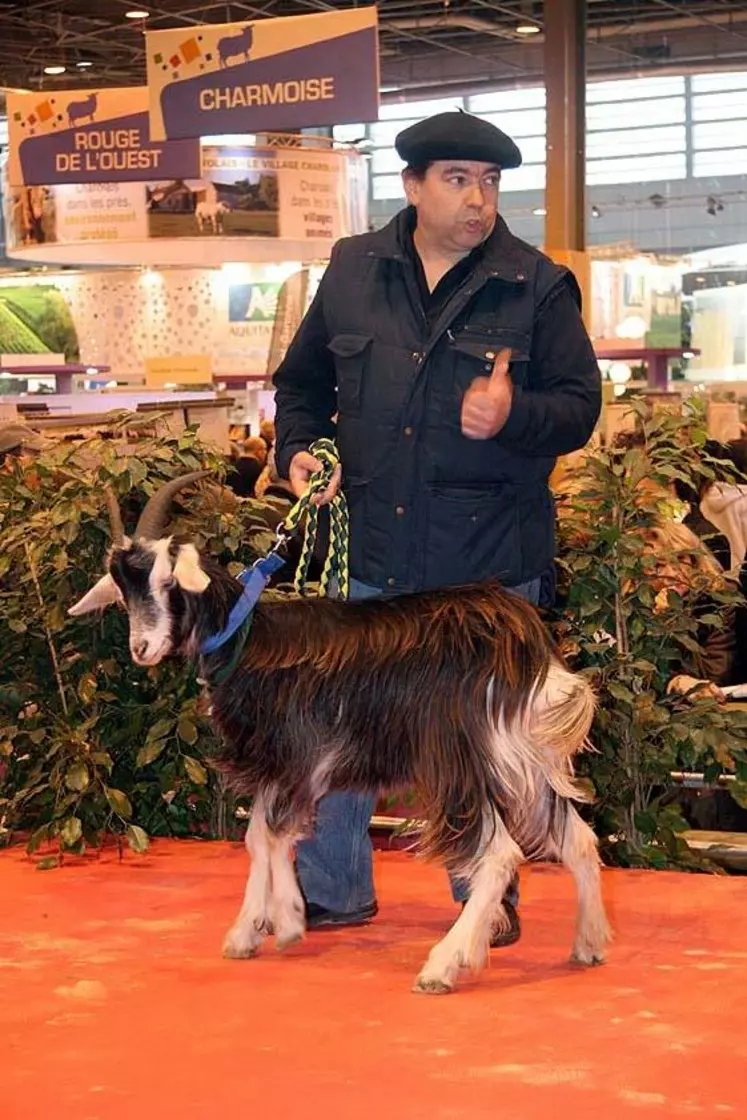 Présentation des races : Angora