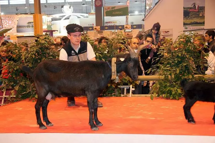 Présentation des races : Pyrénéenne