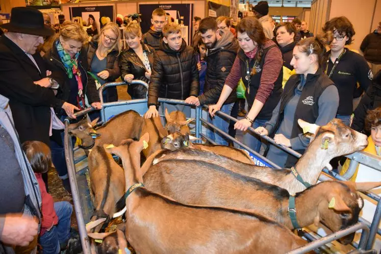 En tout, 46 chèvres étaient présentes sur le salon. En plus des alpines et saanen, on a pu voir les races chèvre du rove, chèvre des fossés, chèvre poitevine et, pour la première fois, la race chèvre du Massif central.