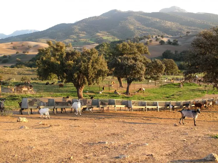 Les producteurs espagnols devraient toucher une aide de 9 euros par chèvre environ.
