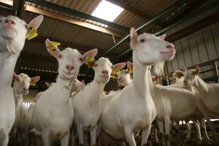 En sept ans, le nombre de chèvres en France a augmenté de 3 % alors que la quantité de lait a bondi de 12 %.