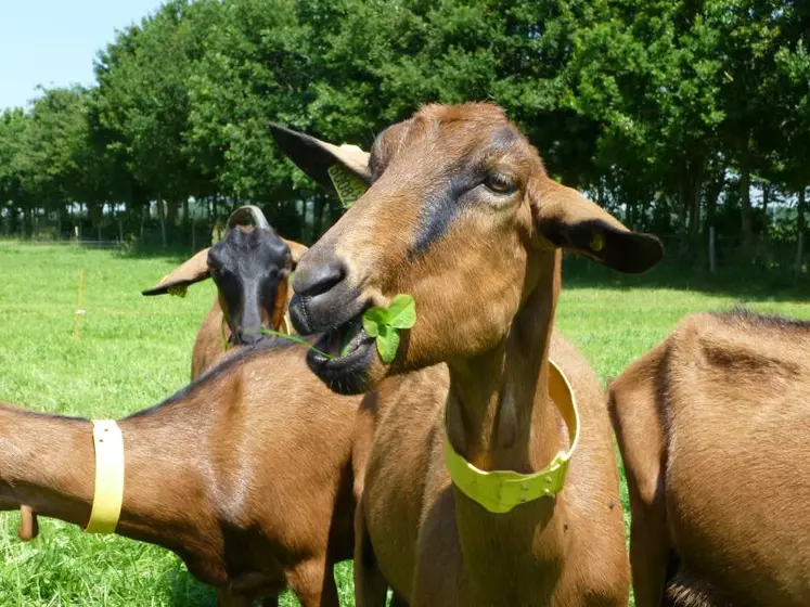 Comme consommer des aliments produits sur l'exploitation s’avère rentable, le programme REDCap travaille à créer des références sur les prairies multi-espèces, les prairies en luzerne, les mélanges céréales-protéagineux, le séchage du
foin en grange, le pâturage, l’affouragement…