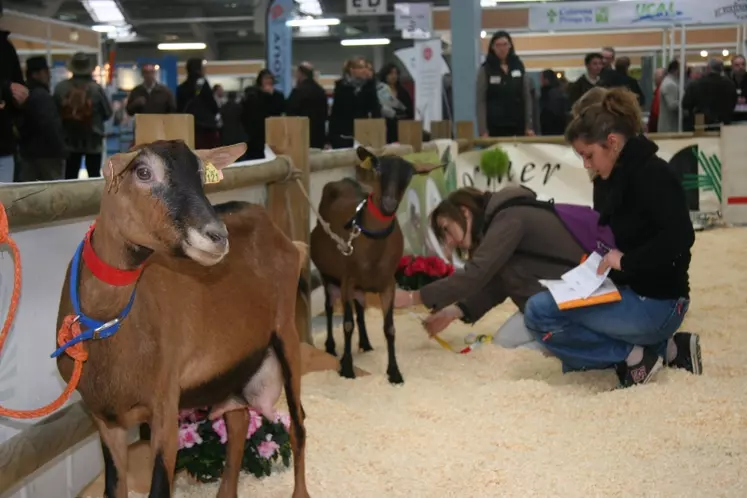 Le palmares du concours caprin de Capr'inov 2010