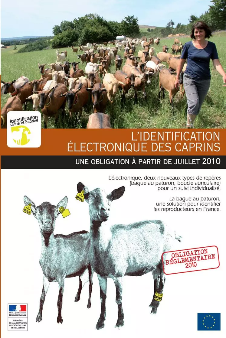 L’identification électronique des caprins.