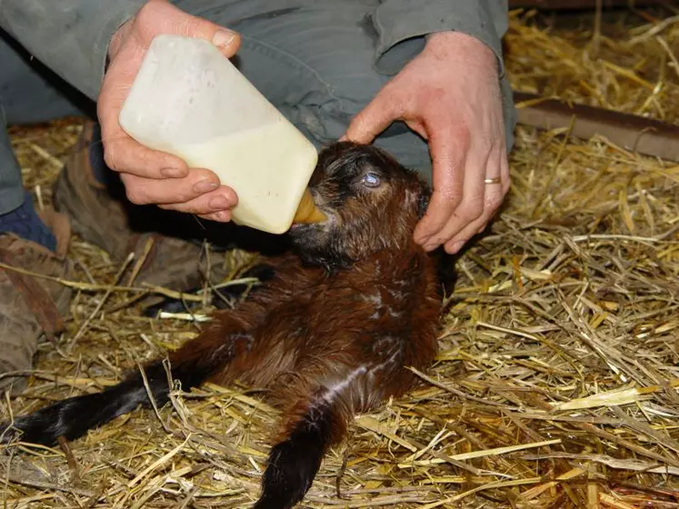 Quels noms pour ce chevreaux ?