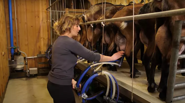 Les chèvres d'Angélique sont choyées pour produire du lait qui sera transformé en fromages.