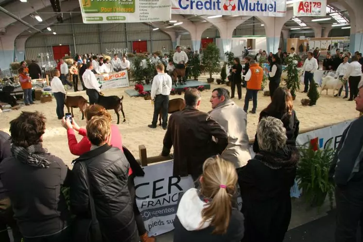 Le jeudi 29 novembre 2012, le concours caprin a réuni une centaine de chèvres Alpines et Sannen.