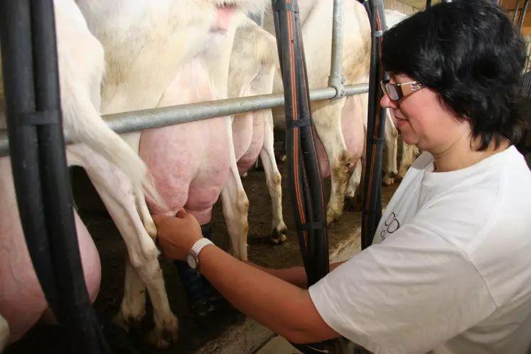 La monotraite permet de baisser rapidement la production de lait. En repassant en bitraite, on retrouvera une partie du volume initialement perdu.