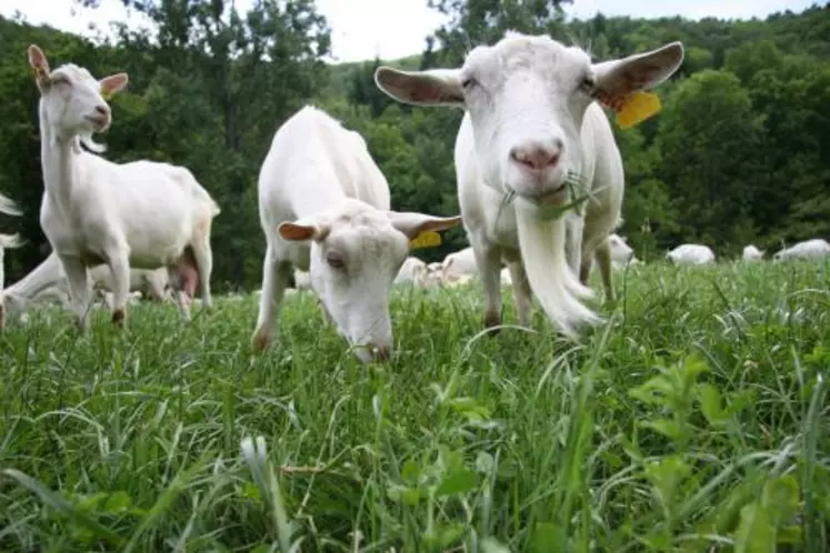 En produisant une grande partie de leur alimentation, en laissant de la place à leurs chèvres et en soignant différemment leurs animaux, les éleveurs bio montrent qu’une autre production caprine est possible.