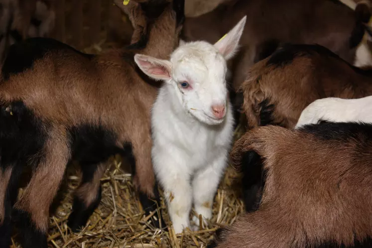 La filière cherche en premier lieu à désengorger le marché et réduire massivement les surstocks de chevreaux.