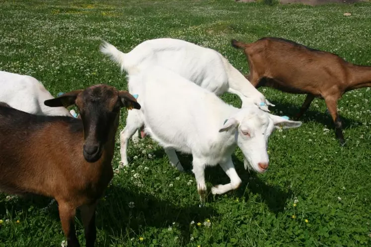 Chaque chèvre identifiée fera gagner à son propriétaire de 15 à 20 euros par an.