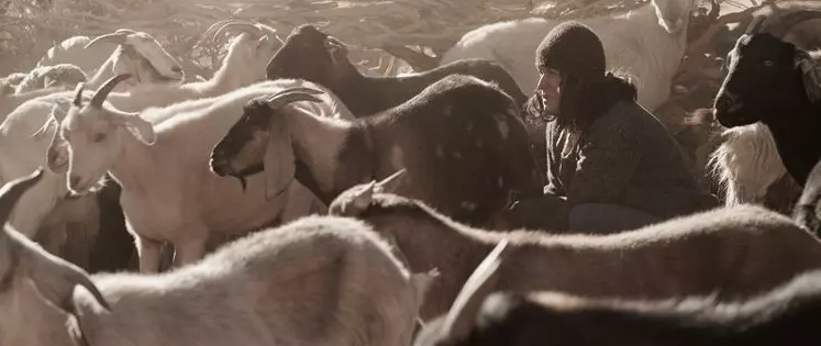 La maigre pitance du désert d'Atacama permet aux chèvres de produire en moyenne 80 kilos de lait par an. Image tirée du film Les soeurs Quispe sorti en juin 2014.