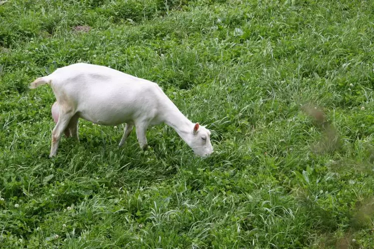 Les antiparasitaires de synthèse montrent leurs limites...