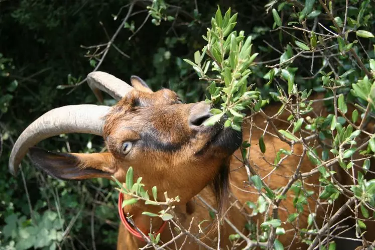 La broussaille est une ressource importante en milieu méditerranéen : le feuillage, les jeunes rameaux, les fruits offrent une part appréciable à la ration des animaux.