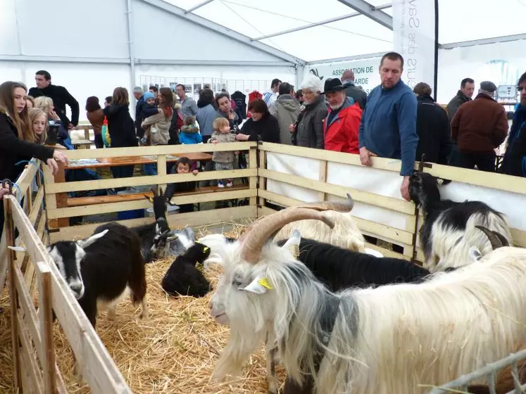 Prix spéciaux des concours Saanen, Alpine et chèvre des Savoie