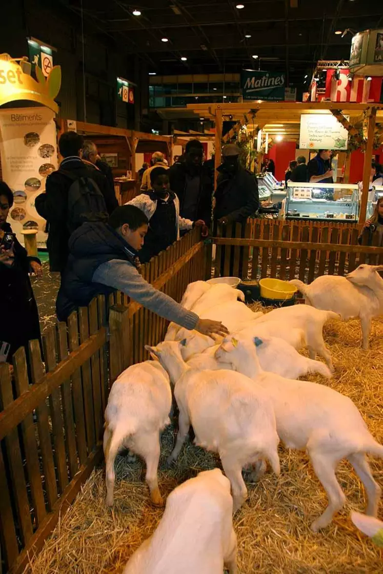Bien soignées, les chèvres sont aussi bien nourries puisqu’elles ingéreront pendant les dix jours du salon 880 kilos de foin et 440 kilos de céréales.