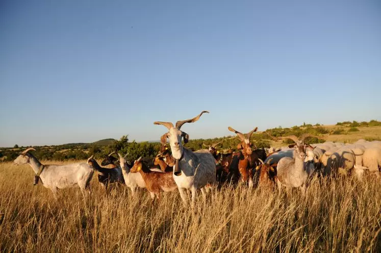 Guidant traditionnellement les moutons transhumants, les chèvres du Rove sont associées au projet La Routo.