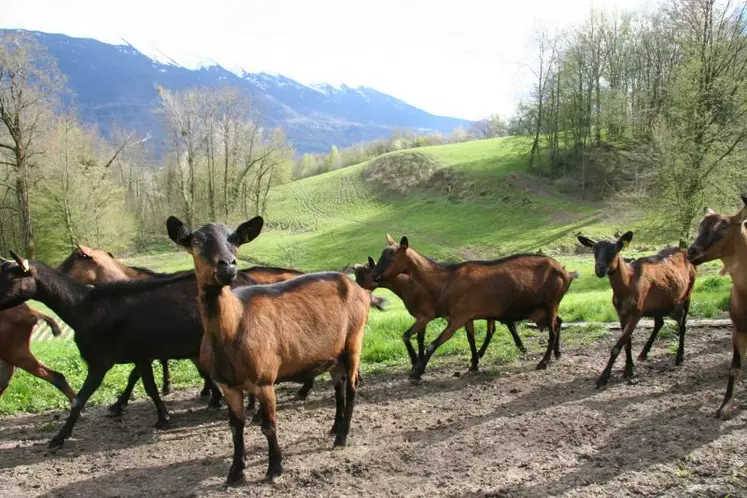 La filière caprine attire les jeunes éleveurs principalement dans la production fermière.