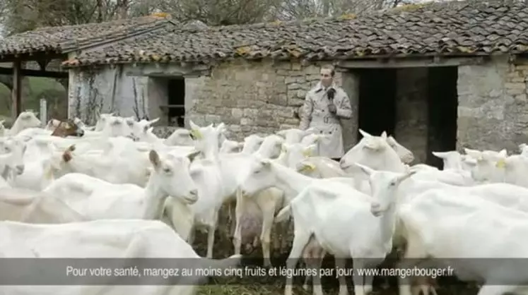 Le journaliste reprend du métier en compagnie d'un troupeau de chèvres.