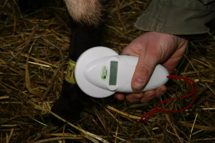 L'identification éléctronique ne se résume pas à un flicage mais permet de nombreuses valorisations en élevage.
