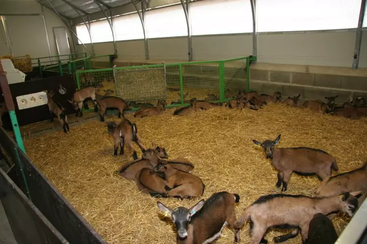 Pour les chevrettes, les bâtiments tunnels restent plus intéressants avec un investissement de 120 euros par chevrette contre 220 euros pour les bâtiments en durs.