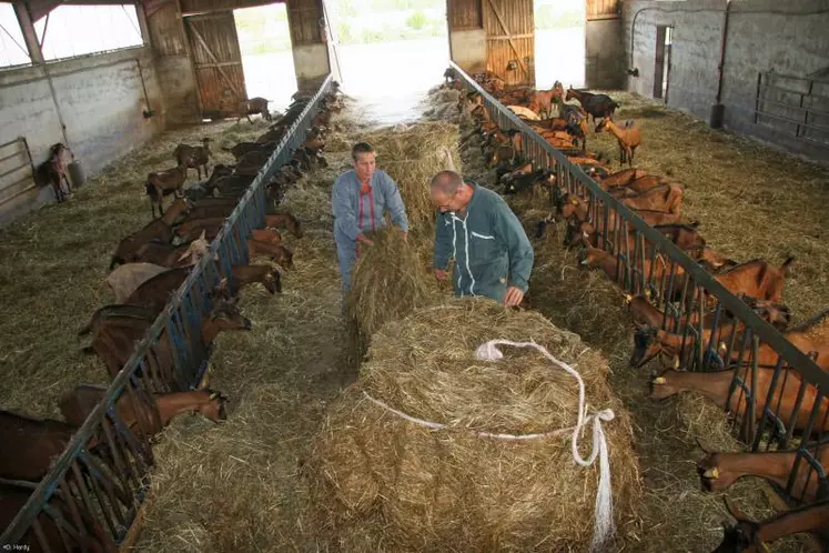 En visant un maximum d’autonomie alimentaire,
des éleveurs de chèvres privilégient les fourrages produits
sur leur ferme.