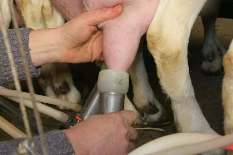 La pénurie de lait de chèvre aide aussi aux négociations commerciales.