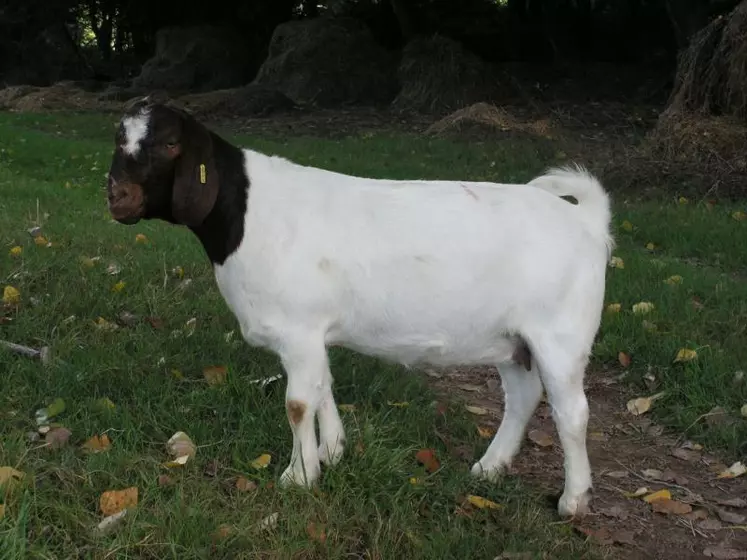 Originaire d’Afrique du Sud, la chèvre boer est réputée mondialement pour ses qualités bouchères.