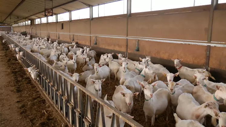 Le Gaec La Cabriole a bénéficié d’une subvention de 30 % sur un pré-refroidisseur à lait, une louve et un rideau motorisé pour la ventilation du bâtiment.