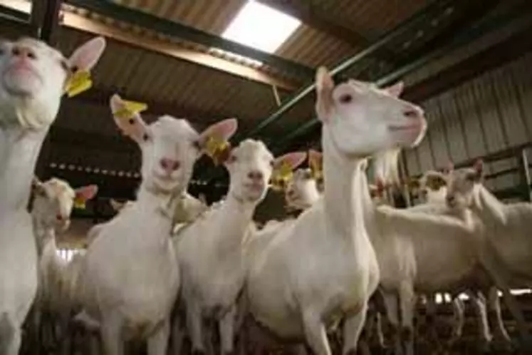 Après presque trois ans de crise caprine, 2012 va encore être une année difficile pour les éleveurs de chèvres.