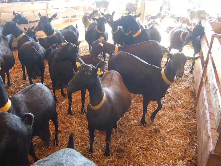 Les chèvres Murciano-Granadina ont produit autant de lait quand elles étaient placées entre 30 et 37 °C que quand elles étaient à 15-20 °C.