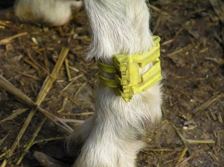 La bague évolutive peut être posée dés l'âge de trois mois.