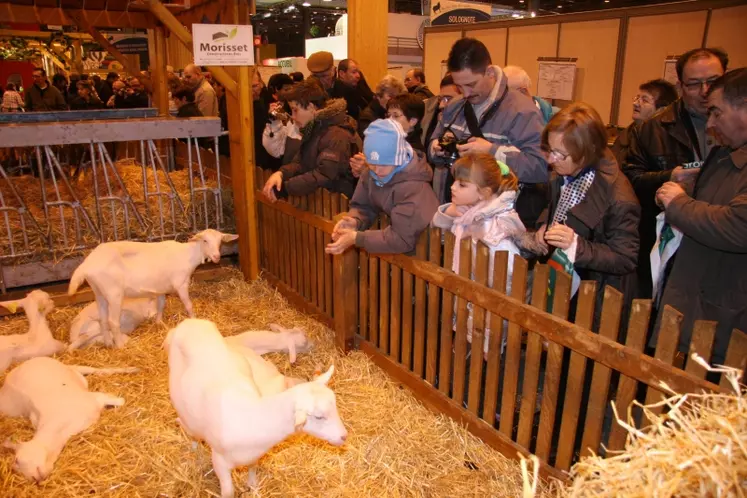 Caresse à la chèvrerie.