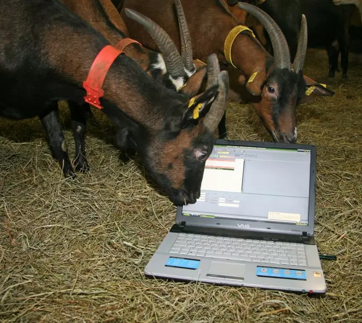 Pour certains éleveurs, les logiciels d’élevages sont devenus des outils aussi indispensables que la machine à traire.