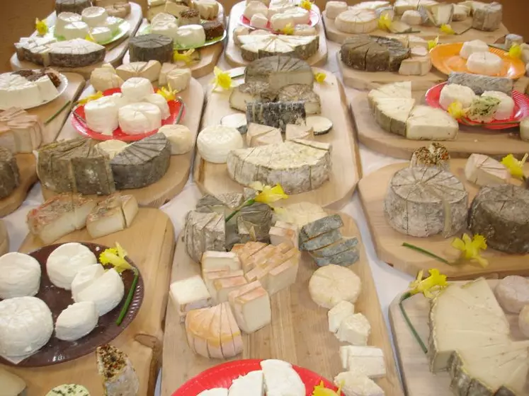 Pour le concours de fromages, 56 éleveurs de chèvres
et 10 de brebis laitières des deux départements de Savoie ont présenté un total de 170 lots de fromage.