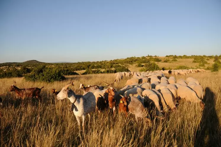Les chèvres sont plus sensibles au virus, alors que les moutons ont une expression plus discrète de la maladie.