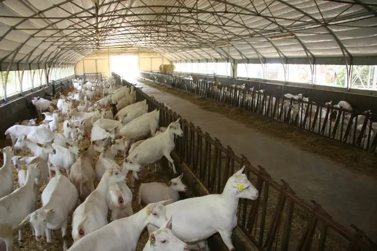 Le tunnel apporte une bonne luminosité et permet d’avoir
une bonne visibilité sur l’ensemble des animaux.