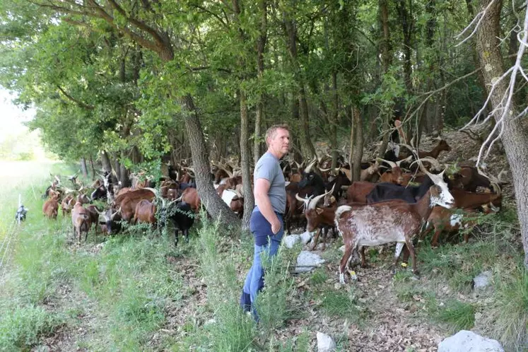 François Borel oriente le pâturage de ses chèvres Rove.