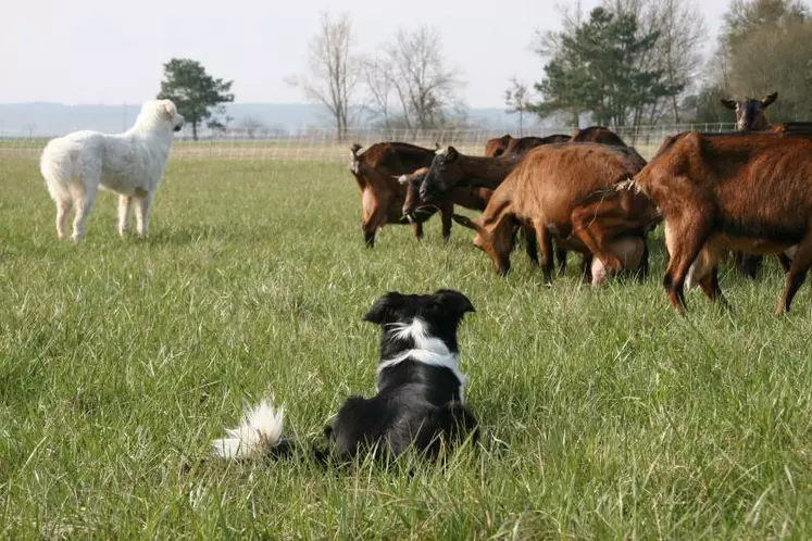 Bien éduqué, un chien de conduite de troupeau peut mettre son intelligence et sa ténacité au service de l’éleveur.