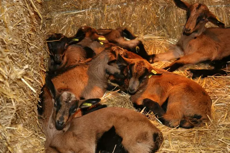 Pour pouvoir disposer de suffisamment de chevrettes pour le renouvellement, il faut garder des jeunes supplémentaires (généralement 15 à 20 %) pour faire face aux problèmes sanitaires, de croissance ou de reproduction.