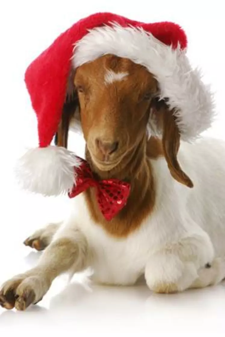 La chèvre vous souhaite une trés bonne année 2013