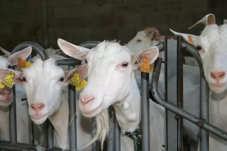 Des noms commençant par P pour reconnaître le millésime de vos chèvres et boucs.