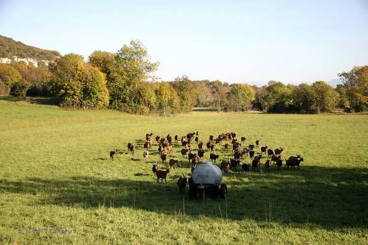 Les chèvres du Gaec les Chamoisées en pâture