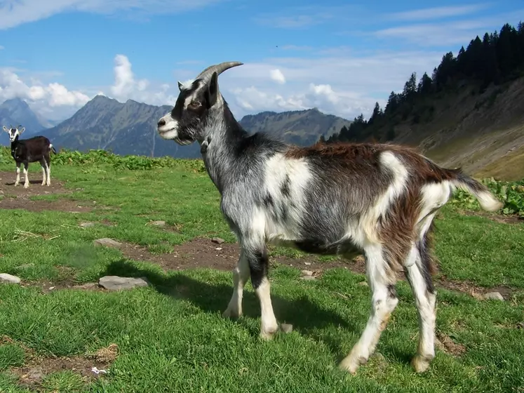 La chèvre de Savoie, comme la plupart des races locales, est parfaitement adaptée à son milieu. Elle supporte le climat rude de la montagne et valorise la végétation sauvage. © DR