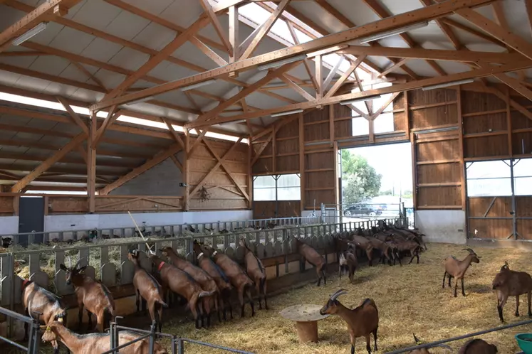 Le vaste bâtiment abrite 84 chèvres en lactation et 22 chevrettes de renouvellement. © D. Hardy