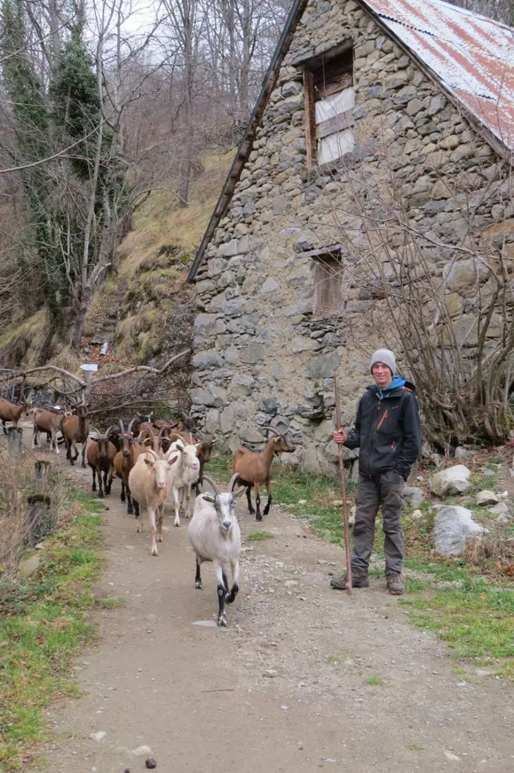 Jonas ramène à la bergerie les Alpines croisées Saanenn. © A. Dazet