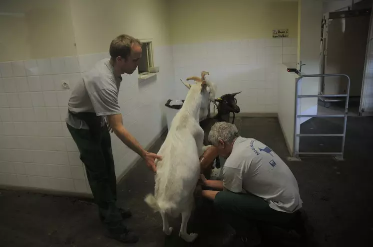 Pendant qu’un agent amène le bouc, l’autre se tient prêt à recueillir l’éjaculat. © A. Villette